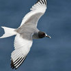Swallow-tailed Gull